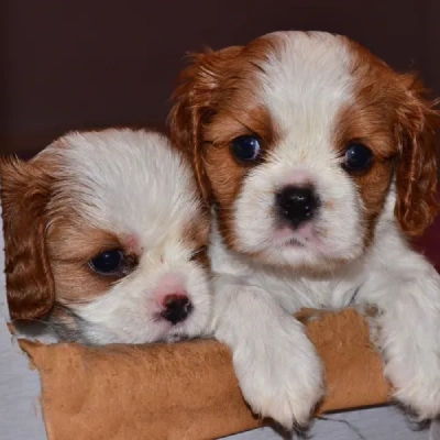 Cavalier King Charles Spaniel Price in Surat | Cavalier King Charles Spaniel Puppies for sale in Surat
