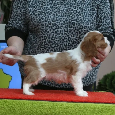 Cavalier King Charles Spaniel Price in Surat | Cavalier King Charles Spaniel Puppies for sale in Surat