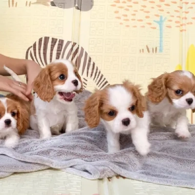 Cavalier King Charles Spaniel Price in Surat | Cavalier King Charles Spaniel Puppies for sale in Surat