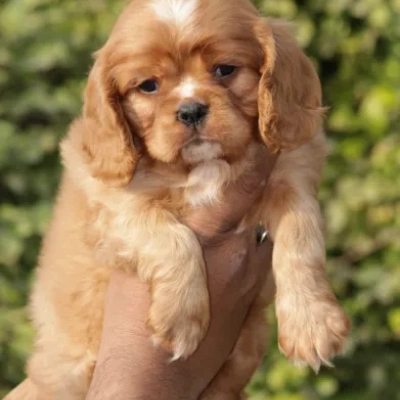 Cavalier King Charles Spaniel Price in Nashik | Cavalier King Charles Spaniel Puppies for sale in Nashik