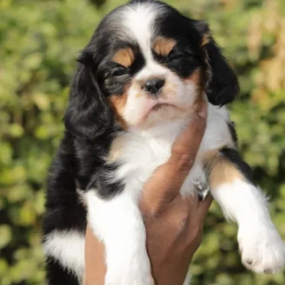 Cavalier King Charles Spaniel Price in Nashik | Cavalier King Charles Spaniel Puppies for sale in Nashik