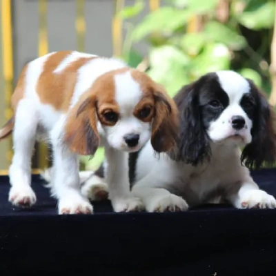 Cavalier King Charles Spaniel Price in Surat | Cavalier King Charles Spaniel Puppies for sale in Surat