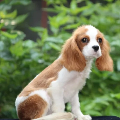 Cavalier King Charles Spaniel Price in Nashik | Cavalier King Charles Spaniel Puppies for sale in Nashik