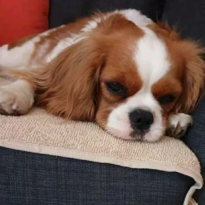 Cavalier King Charles Spaniel Price in Surat | Cavalier King Charles Spaniel Puppies for sale in Surat