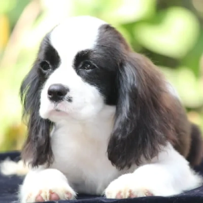 Cavalier King Charles Spaniel Price in Surat | Cavalier King Charles Spaniel Puppies for sale in Surat
