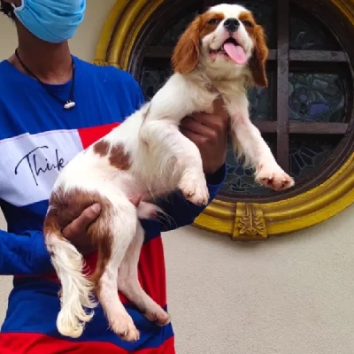 Cavalier King Charles Spaniel Price in Surat | Cavalier King Charles Spaniel Puppies for sale in Surat
