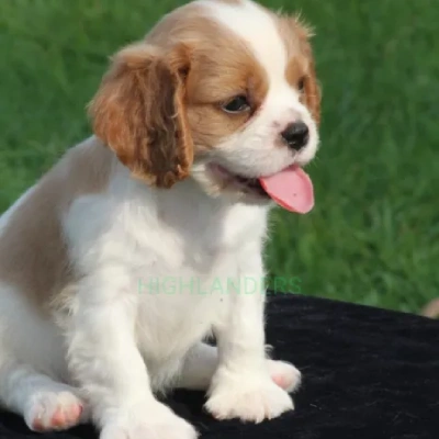 Cavalier King Charles Spaniel Price in Nashik | Cavalier King Charles Spaniel Puppies for sale in Nashik