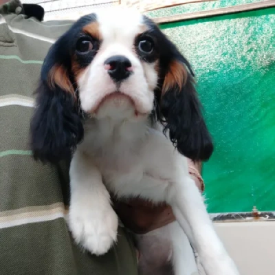Cavalier King Charles Spaniel Price in Surat | Cavalier King Charles Spaniel Puppies for sale in Surat