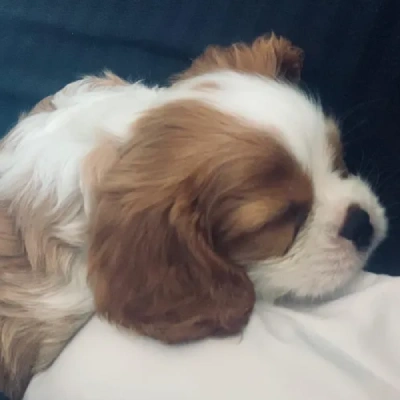 Cavalier King Charles Spaniel Price in Surat | Cavalier King Charles Spaniel Puppies for sale in Surat