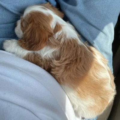 Cavalier King Charles Spaniel Price in Surat | Cavalier King Charles Spaniel Puppies for sale in Surat