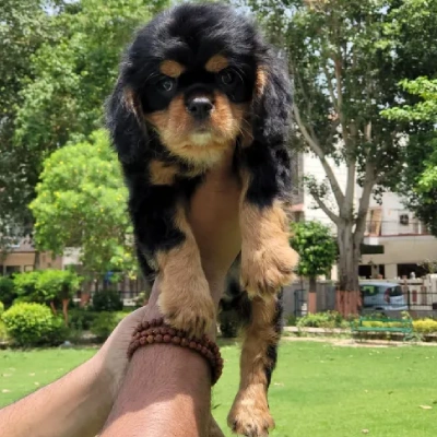 Cavalier King Charles Spaniel Price in Nashik | Cavalier King Charles Spaniel Puppies for sale in Nashik