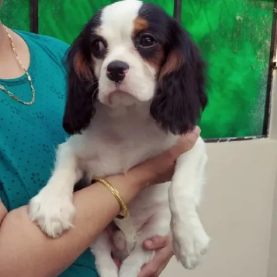 Cavalier King Charles Spaniel Price in Surat | Cavalier King Charles Spaniel Puppies for sale in Surat