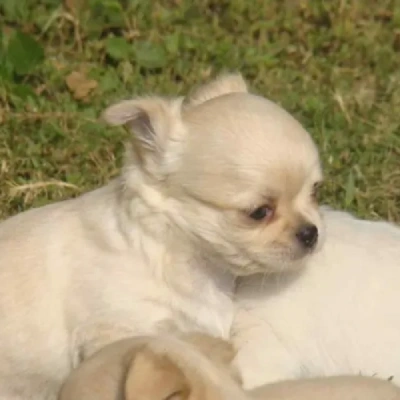 Chihuahua Price in Visakhapatnam | Chihuahua Puppies for sale in Visakhapatnam