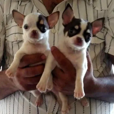 Chihuahua Price in Visakhapatnam | Chihuahua Puppies for sale in Visakhapatnam