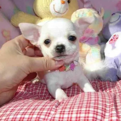 Chihuahua Price in Visakhapatnam | Chihuahua Puppies for sale in Visakhapatnam