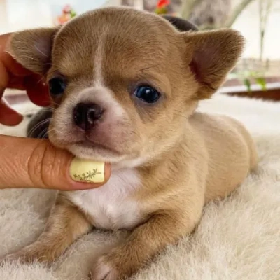 Chihuahua Price in Nashik | Chihuahua Puppies for sale in Nashik