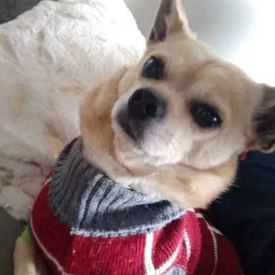 Chihuahua Price in Visakhapatnam | Chihuahua Puppies for sale in Visakhapatnam