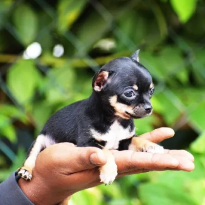 Chihuahua Price in Surat | Chihuahua Puppies for sale in Surat