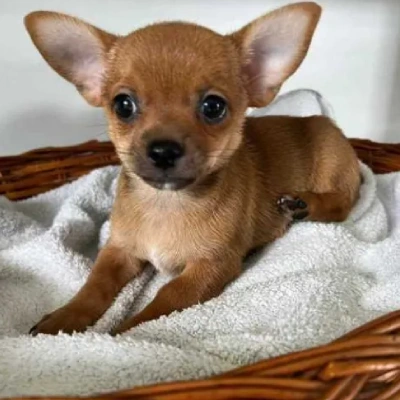Chihuahua Price in Visakhapatnam | Chihuahua Puppies for sale in Visakhapatnam