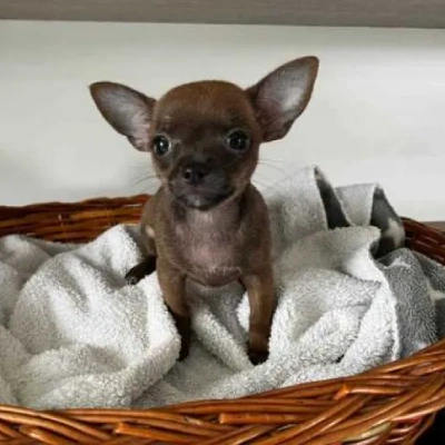 Chihuahua Price in Visakhapatnam | Chihuahua Puppies for sale in Visakhapatnam