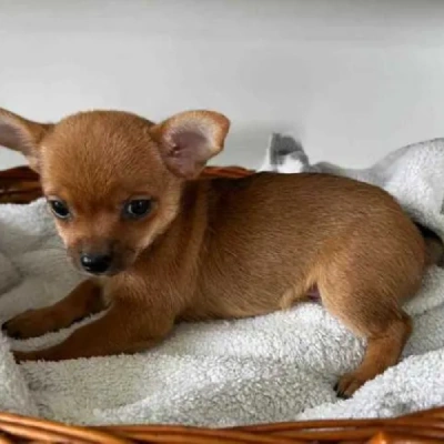 Chihuahua Price in Visakhapatnam | Chihuahua Puppies for sale in Visakhapatnam