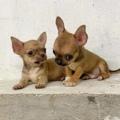 Chihuahua Price in Visakhapatnam | Chihuahua Puppies for sale in Visakhapatnam
