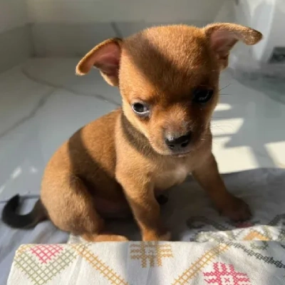Chihuahua Price in Visakhapatnam | Chihuahua Puppies for sale in Visakhapatnam