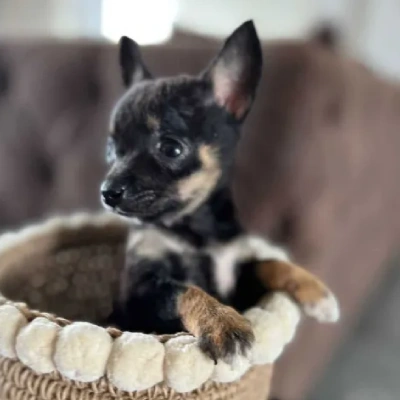 Chihuahua Price in Visakhapatnam | Chihuahua Puppies for sale in Visakhapatnam