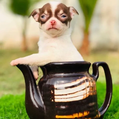 Chihuahua Price in Nashik | Chihuahua Puppies for sale in Nashik
