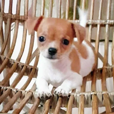 Chihuahua Price in Visakhapatnam | Chihuahua Puppies for sale in Visakhapatnam