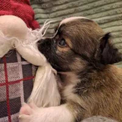 Chihuahua Price in Nashik | Chihuahua Puppies for sale in Nashik
