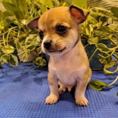 Chihuahua Price in Visakhapatnam | Chihuahua Puppies for sale in Visakhapatnam