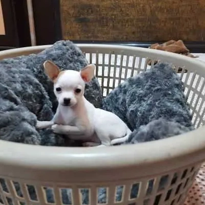 Chihuahua Price in Visakhapatnam | Chihuahua Puppies for sale in Visakhapatnam