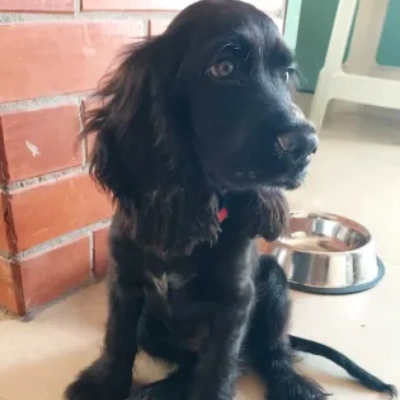 Cocker Spaniel Price in Noida | Cocker Spaniel Puppies for sale in Noida