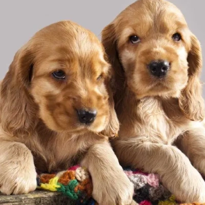 Cocker Spaniel Price in Noida | Cocker Spaniel Puppies for sale in Noida