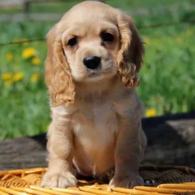 Cocker Spaniel Price in Noida | Cocker Spaniel Puppies for sale in Noida