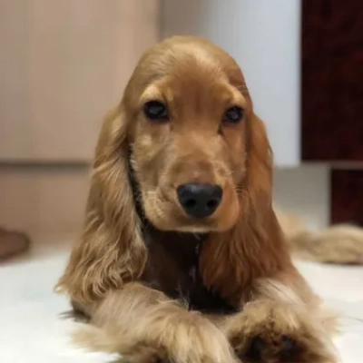 Cocker Spaniel Price in Noida | Cocker Spaniel Puppies for sale in Noida