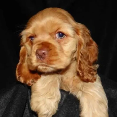 Cocker Spaniel Price in Noida | Cocker Spaniel Puppies for sale in Noida