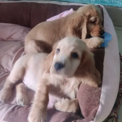Cocker Spaniel Price in Noida | Cocker Spaniel Puppies for sale in Noida