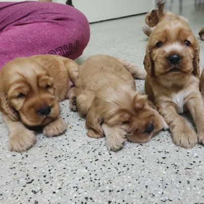 Cocker Spaniel Price in Noida | Cocker Spaniel Puppies for sale in Noida