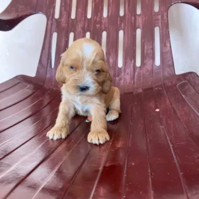 Cocker Spaniel Price in Noida | Cocker Spaniel Puppies for sale in Noida