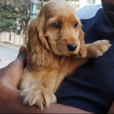 Cocker Spaniel Price in Noida | Cocker Spaniel Puppies for sale in Noida