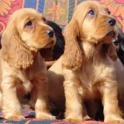 Cocker Spaniel Price in Noida | Cocker Spaniel Puppies for sale in Noida