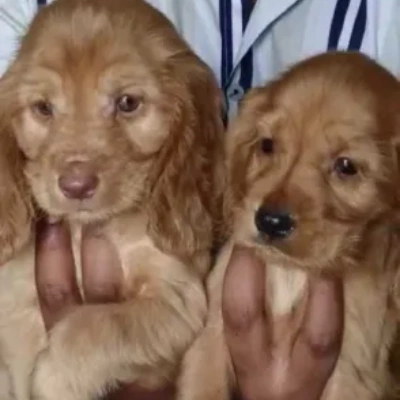Cocker Spaniel Price in Noida | Cocker Spaniel Puppies for sale in Noida