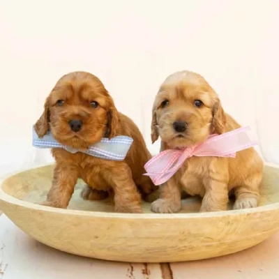 Cocker Spaniel Price in Noida | Cocker Spaniel Puppies for sale in Noida