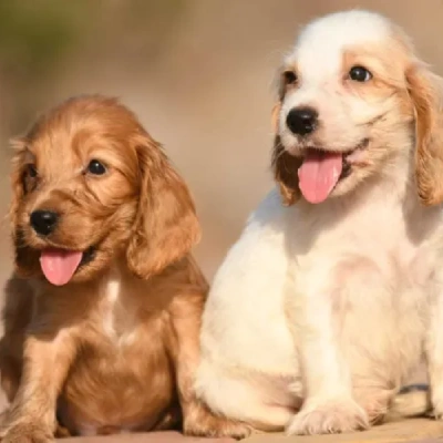 Cocker Spaniel Price in Noida | Cocker Spaniel Puppies for sale in Noida