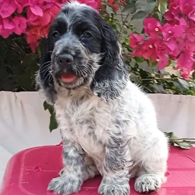 Cocker Spaniel Price in Noida | Cocker Spaniel Puppies for sale in Noida