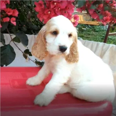 Cocker Spaniel Price in Noida | Cocker Spaniel Puppies for sale in Noida