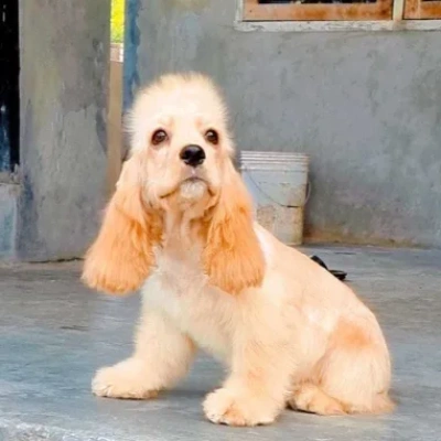 Cocker Spaniel Price in Bangalore | Cocker Spaniel Puppies for sale in Bangalore
