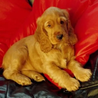Cocker Spaniel Price in Noida | Cocker Spaniel Puppies for sale in Noida